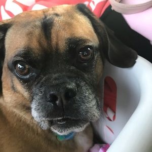 Meet your Posher, Bella